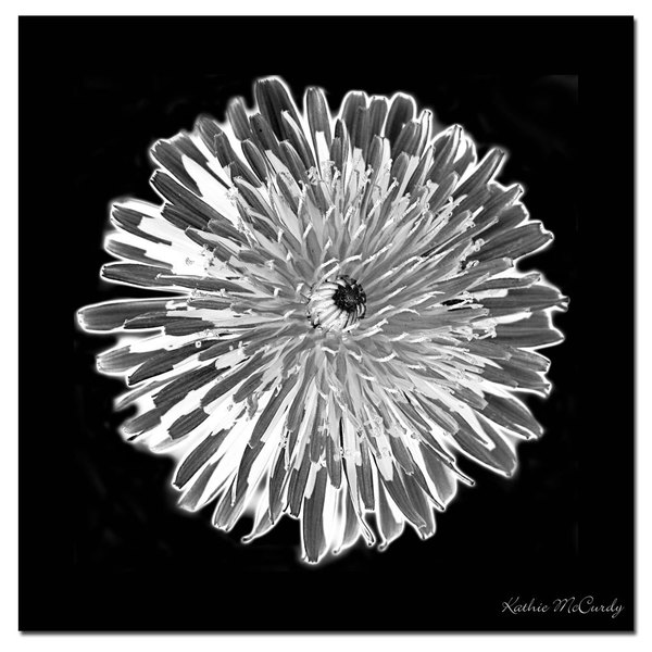 Trademark Fine Art Kathie McCurdy 'Dandelion Black & White' Canvas Art, 35x35 KM0125-C3535GG